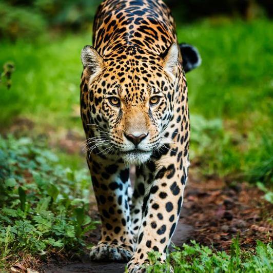 jaguar