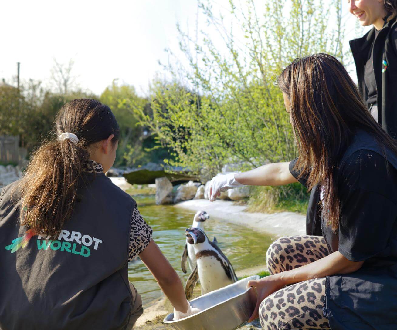 Nourrissage de manchots 2