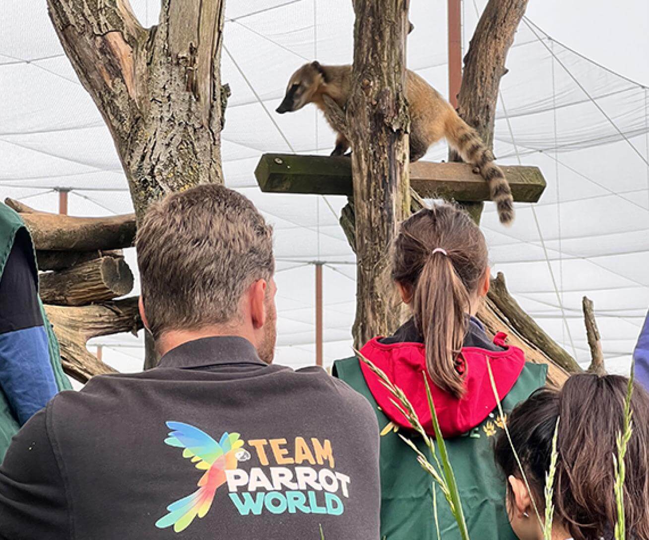 Soigneur en Herbe - Coatis- Parrot World