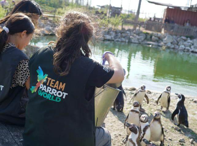 Nourrissage de manchots 1