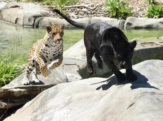 Parrot World - Emma & Ti Punch Jaguars ©Jean-Paul GERI