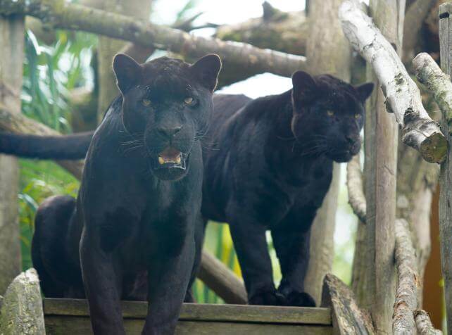 Parrot World - Jaguar (15)