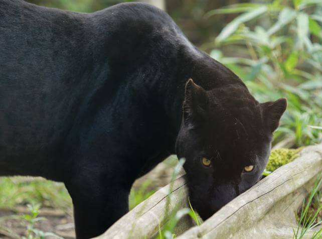 Parrot World - Jaguar (5)