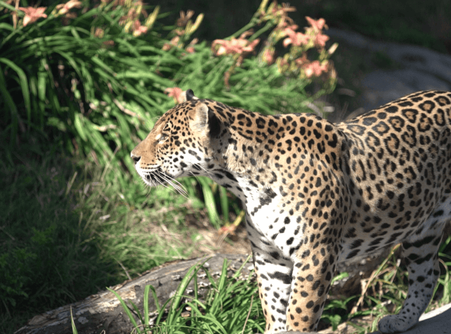 Parrot World - Jaguars 31