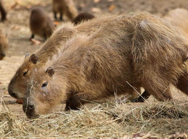 capybara paille