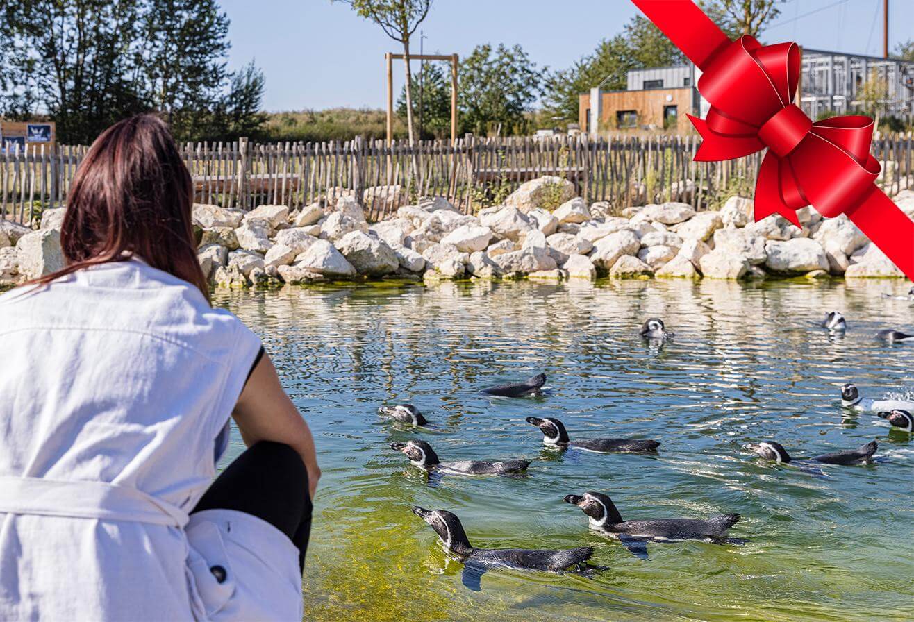 Idées cadeaux 2024 Nourrir les Manchots | Parrot World