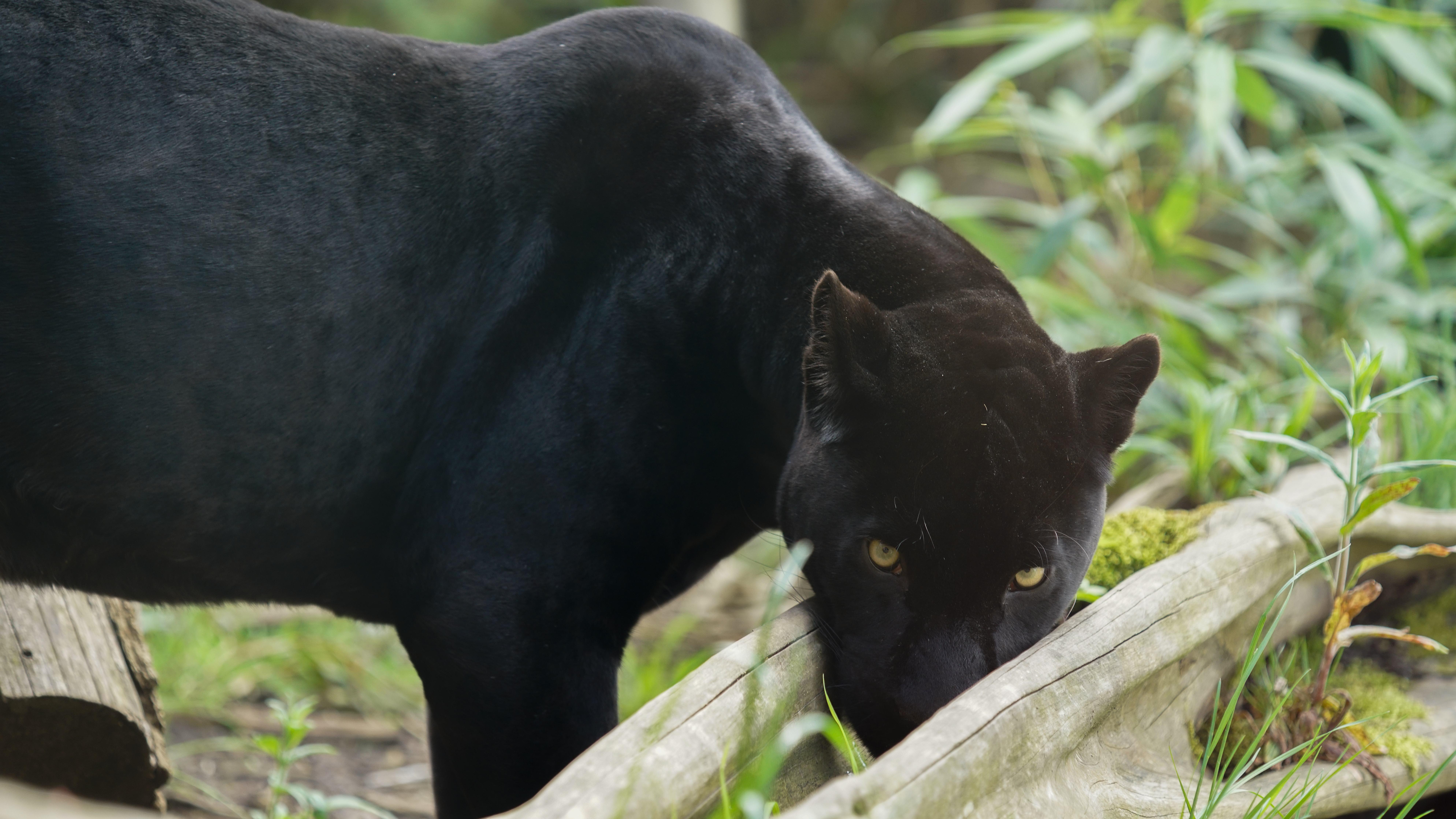 Parrot World - Jaguar (5)