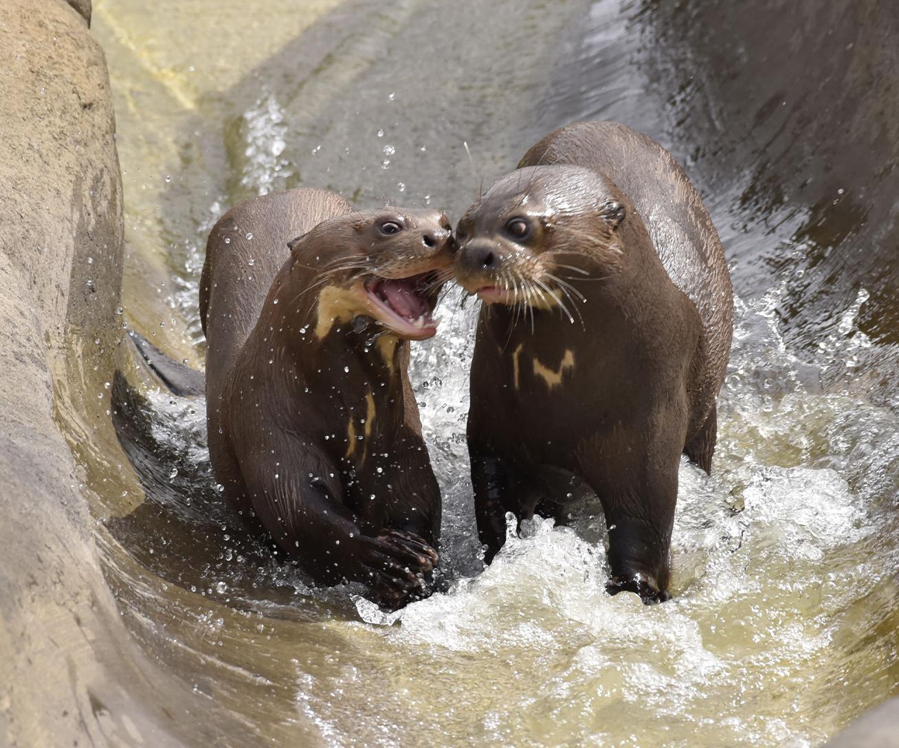 Parc animalier immersif proche de Paris avec loutres géantes du Brésil - Parrot World décor Amérique du Sud