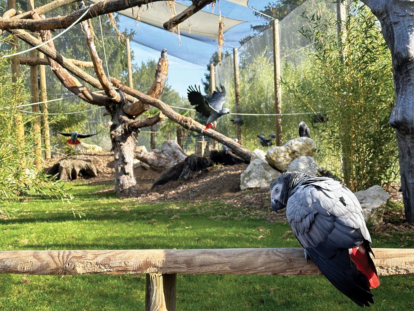 Volière Refuge de Gris du Gabon au parc animalier proche de Paris - Parrot World décor Amérique du Sud