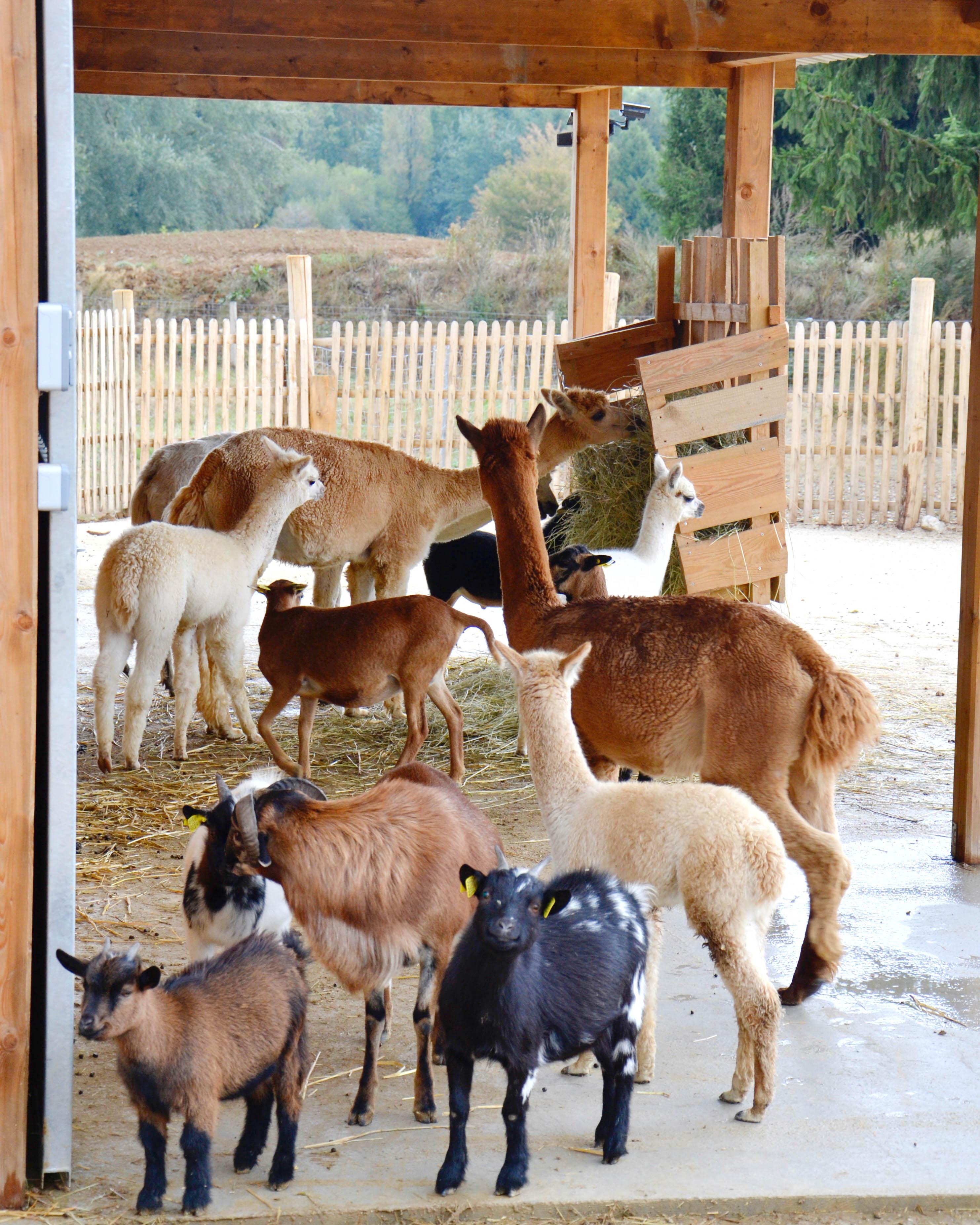 ranch des enfants