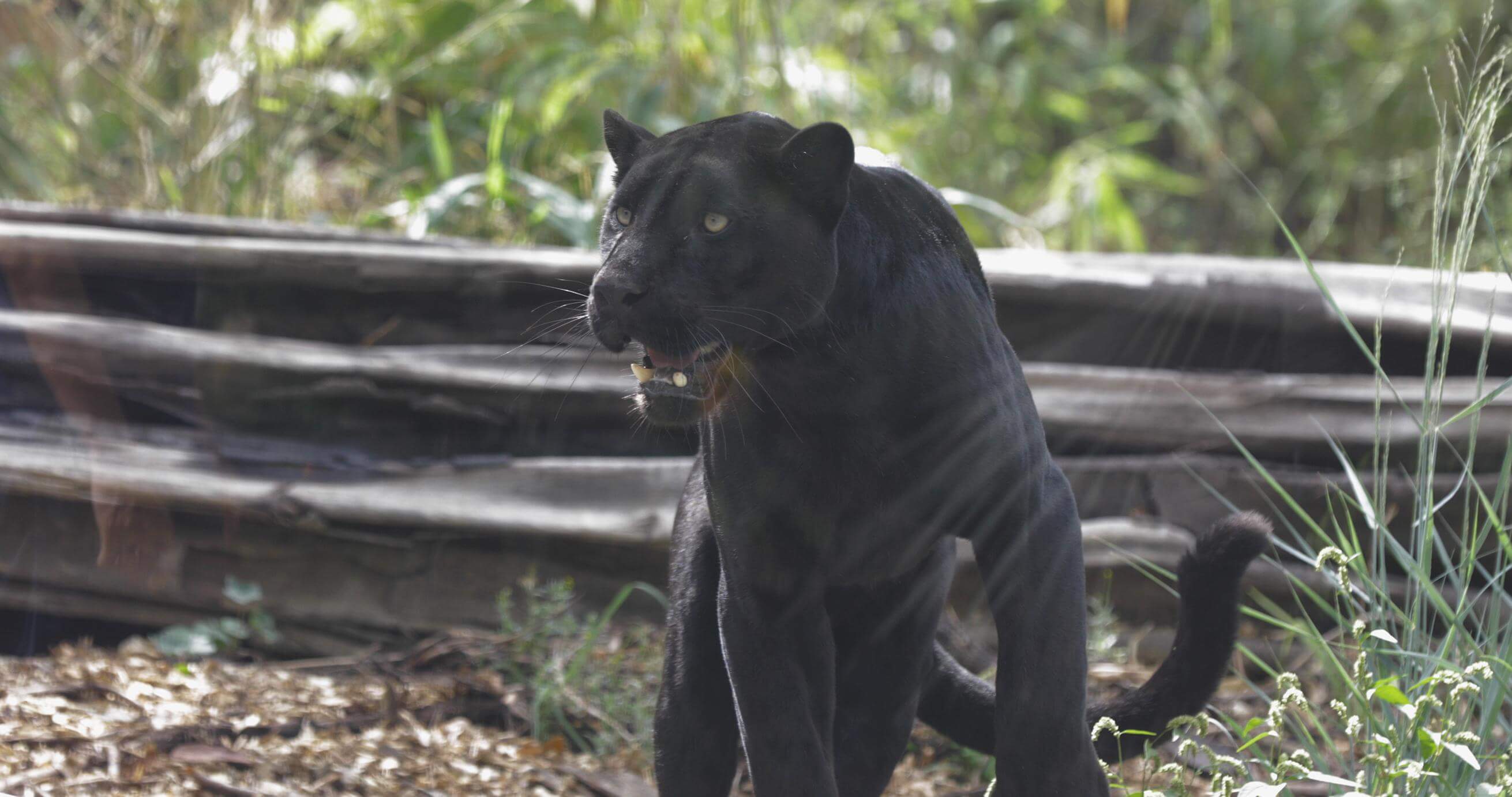 JAGUAR PARROT WORLD
