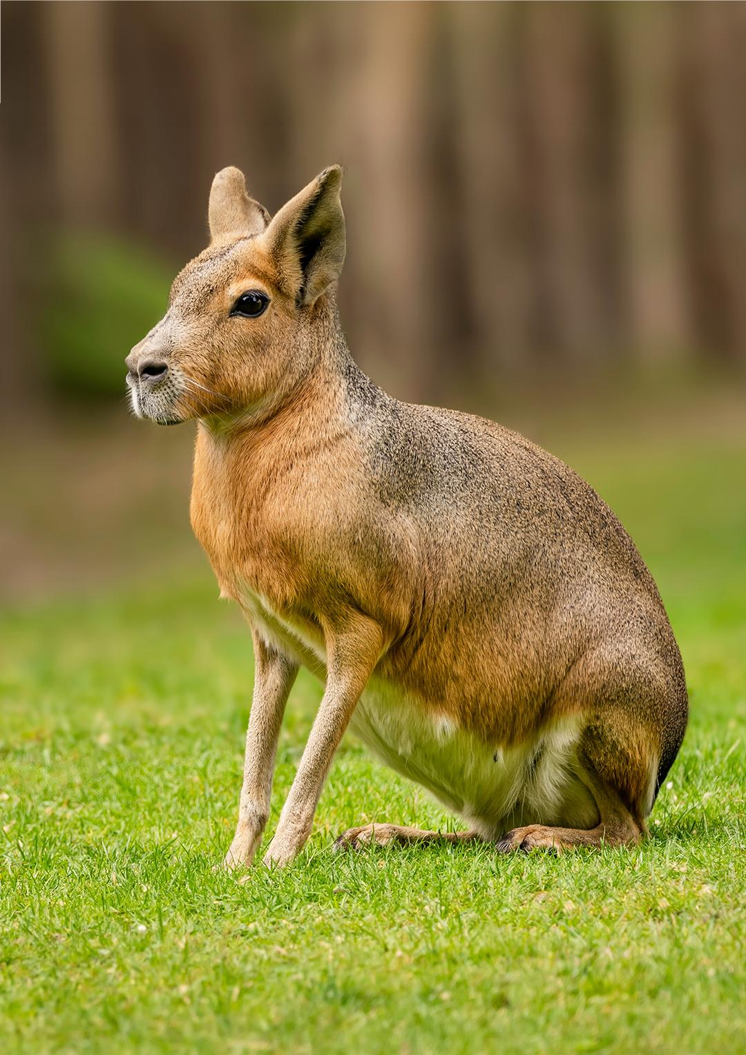 Mara de Patagonie