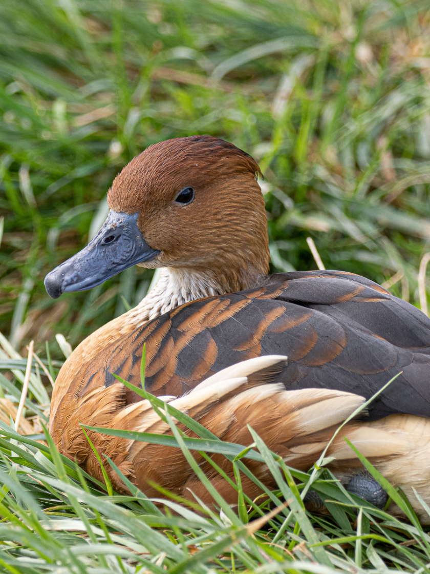 Dendrocygne fauve