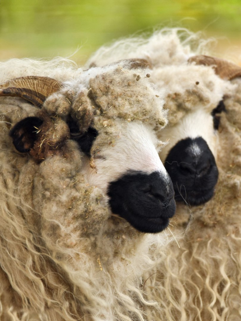 Mouton Thônes et Marthod