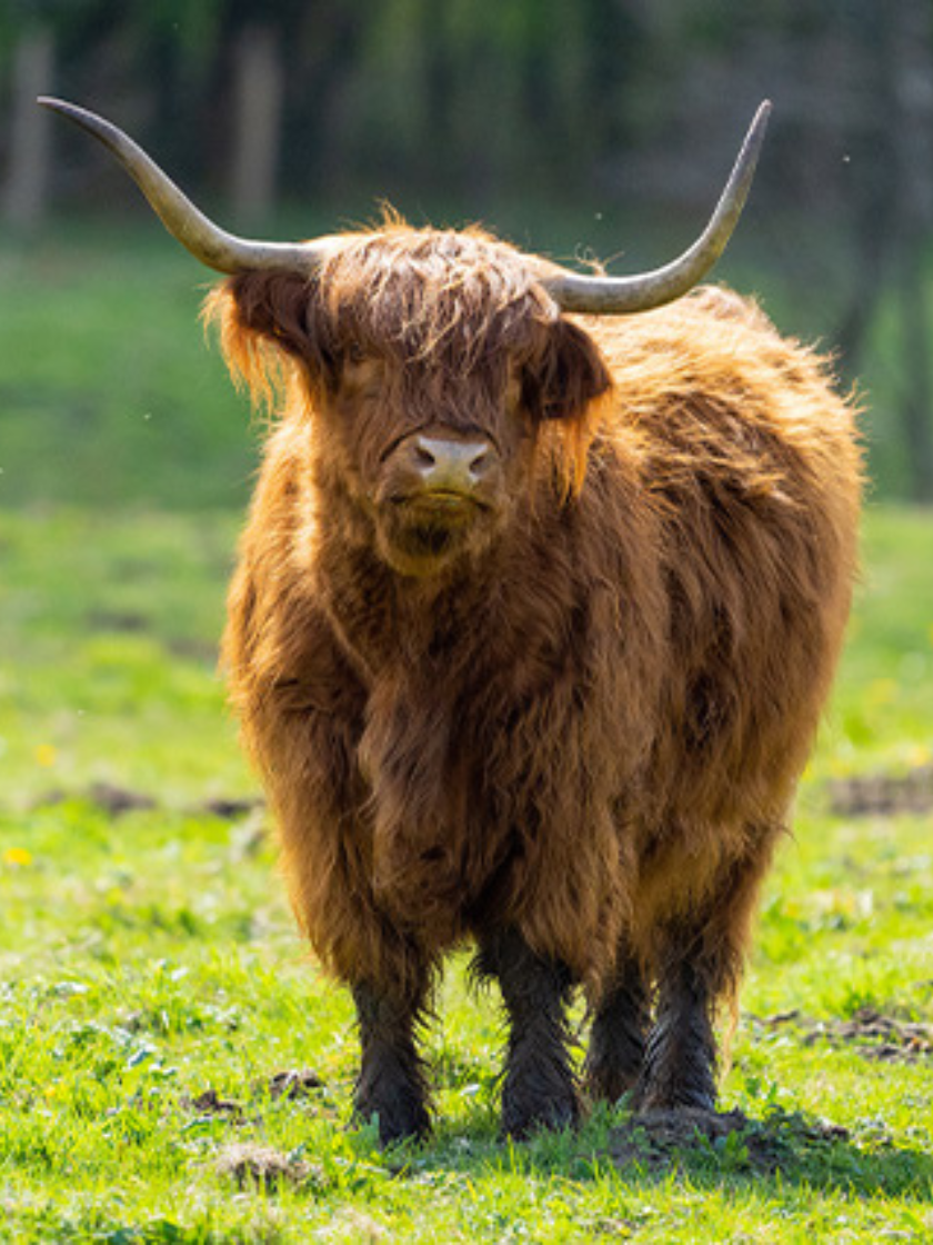 Vache des Highlands