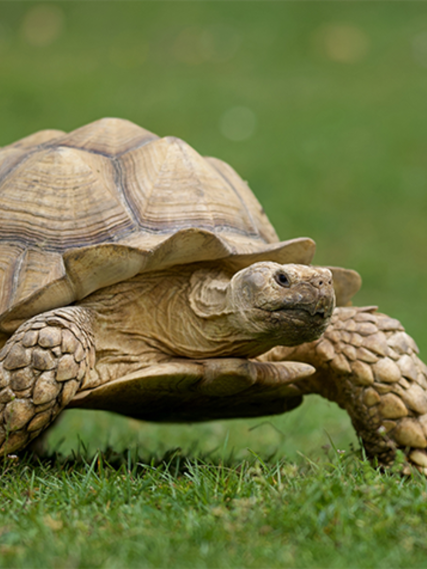 Tortue sillonnée