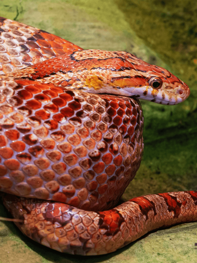 Serpent des blés