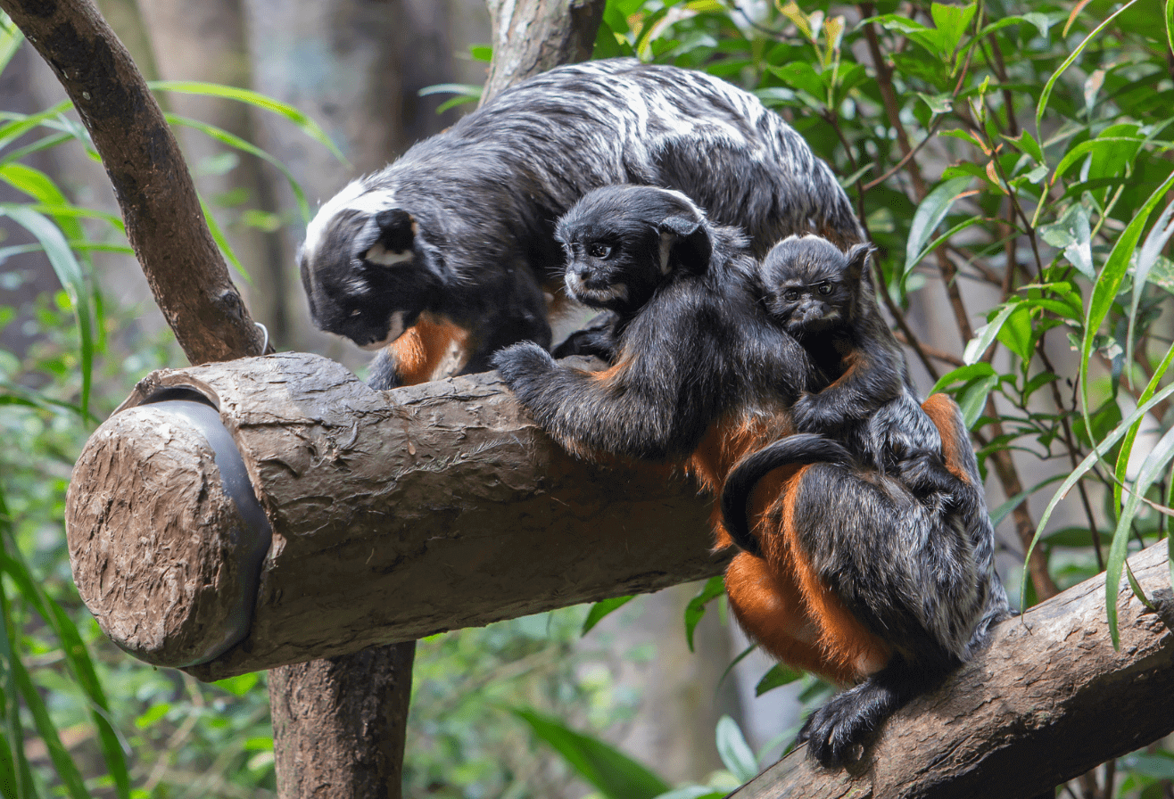 Tamarins labiés