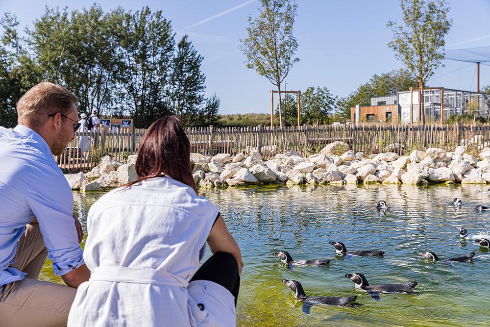Parrot World - Rencontre avec les manchots ©Ronan ROCHER