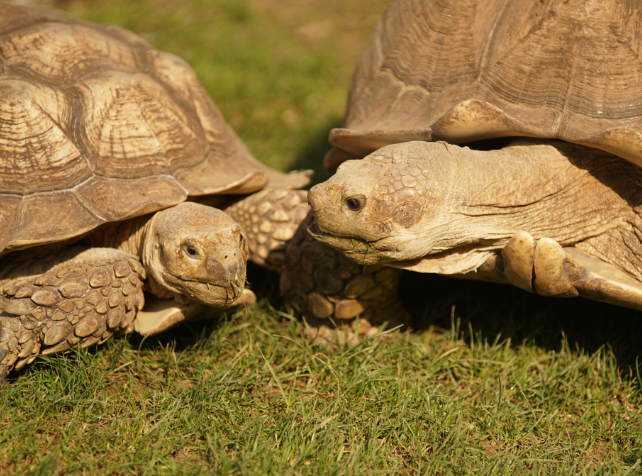 Tortues