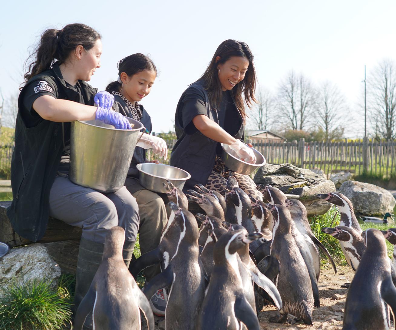 Activités en Île-de-France pour nourrir les animaux - Manchots -Nourrir les Manchots - Parrot World