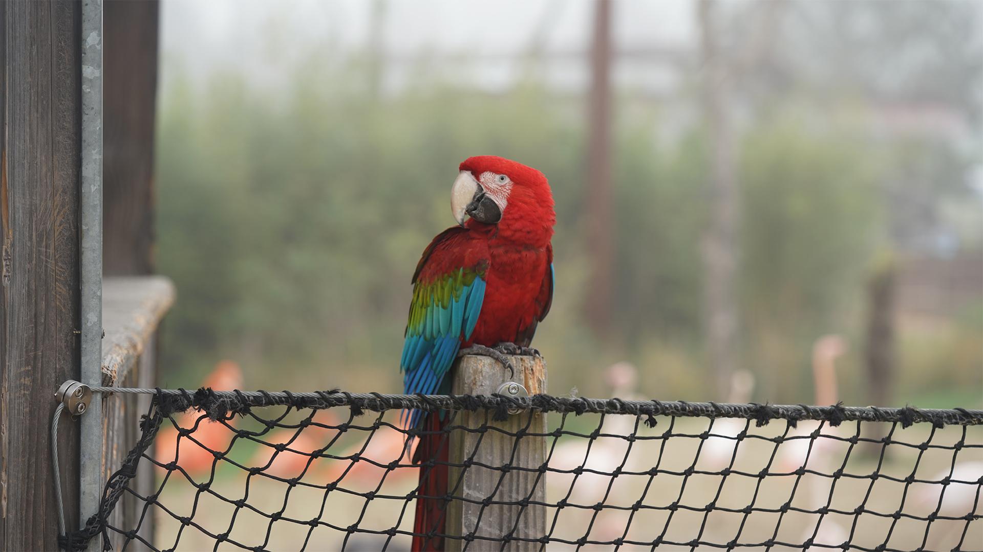 Parrot World - Immersion perroquet