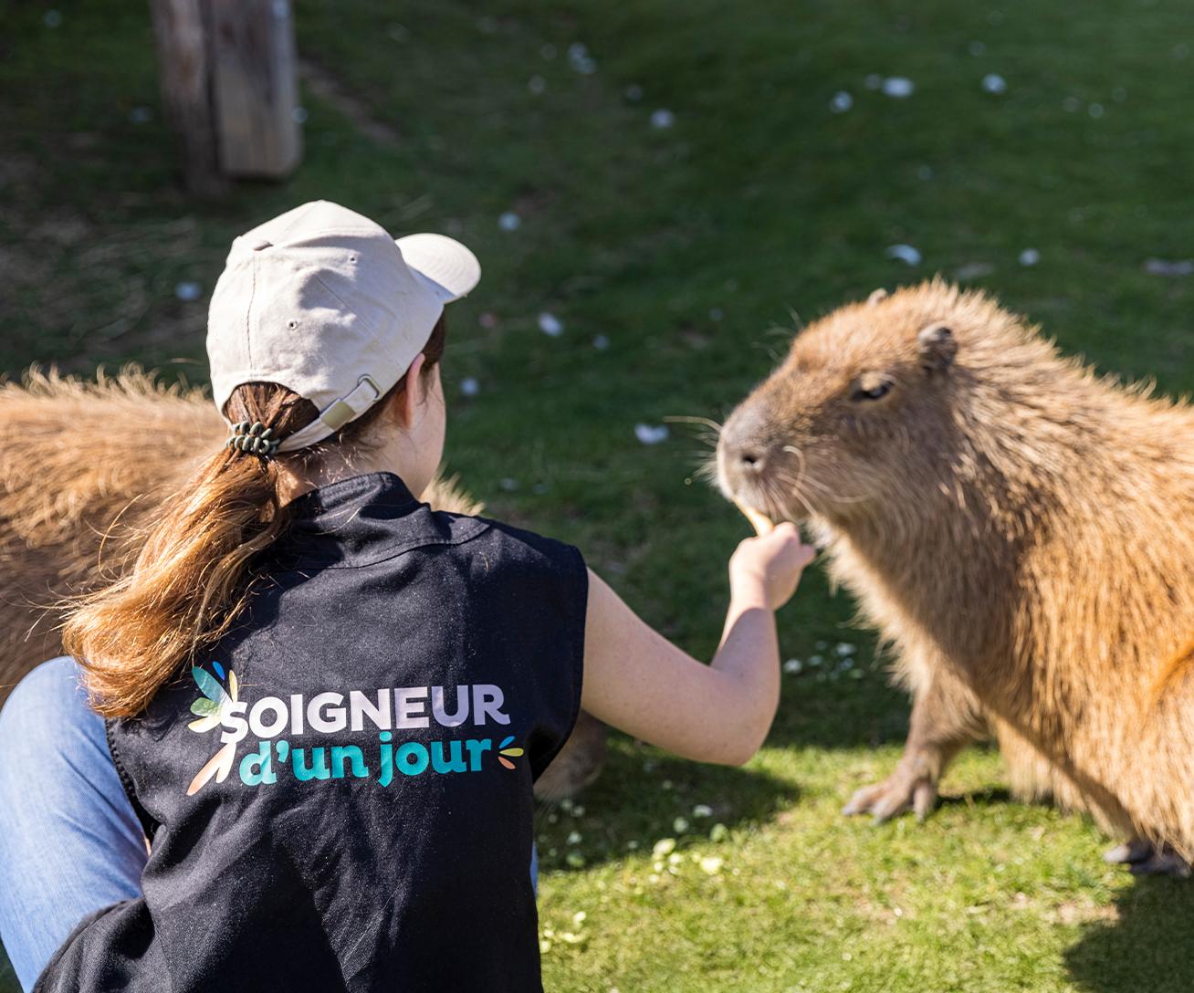 Activités en Île-de-France pour approcher les animaux - Capybaras Soigneur d'un Jour - Que faire pour les vacances d'été 2026 en Île-de-France