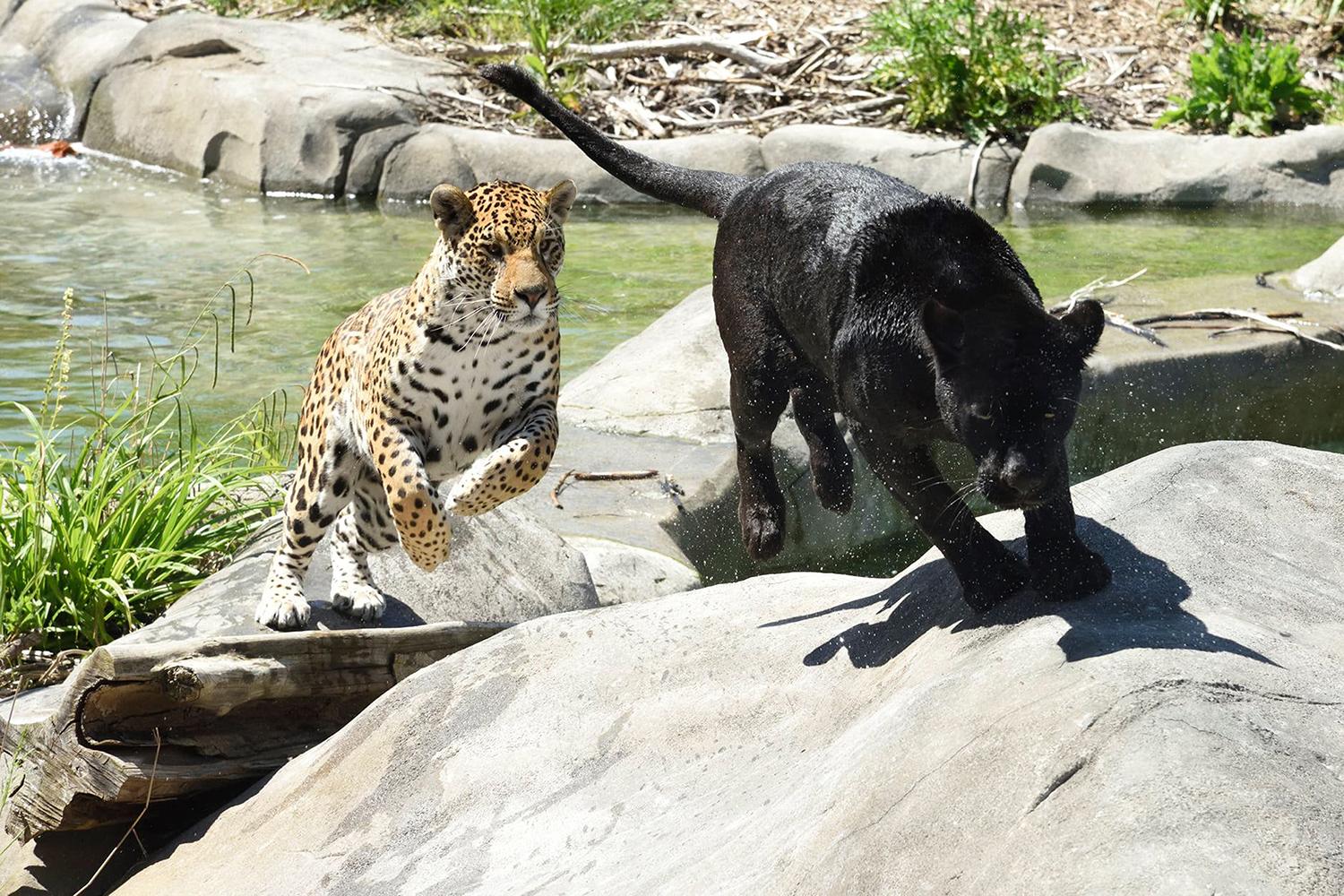 Parrot World - Emma & Ti Punch Jaguars ©Jean-Paul GERI