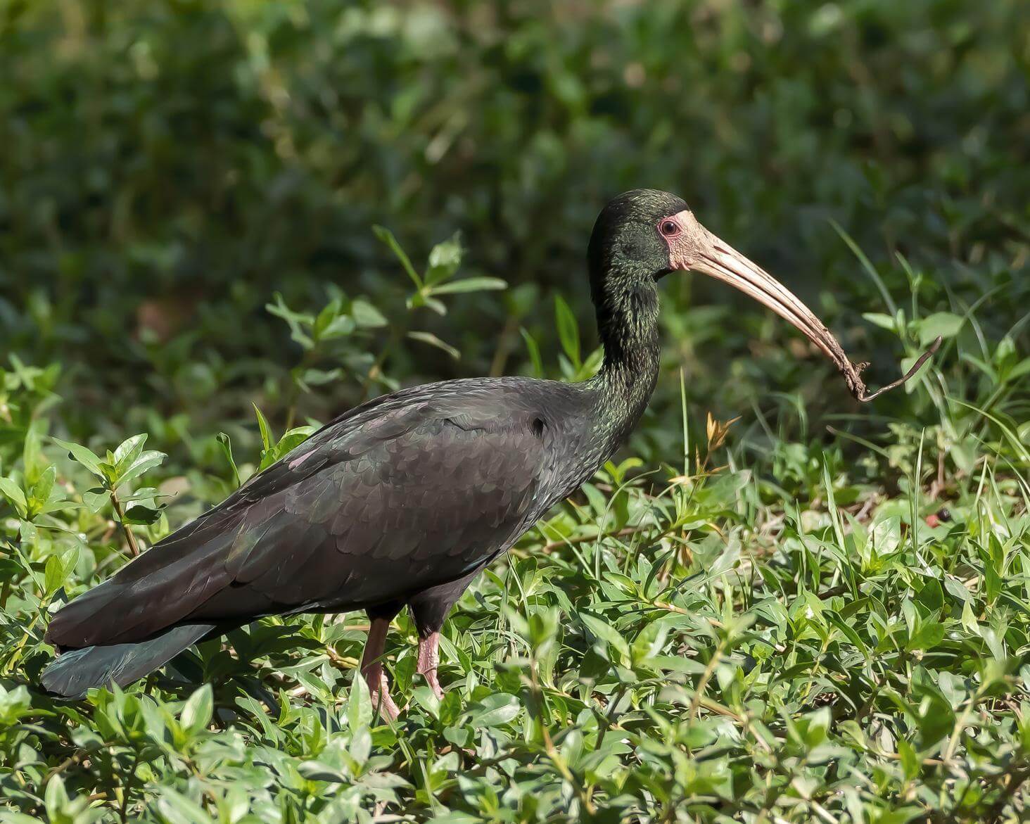ibis de ridgway