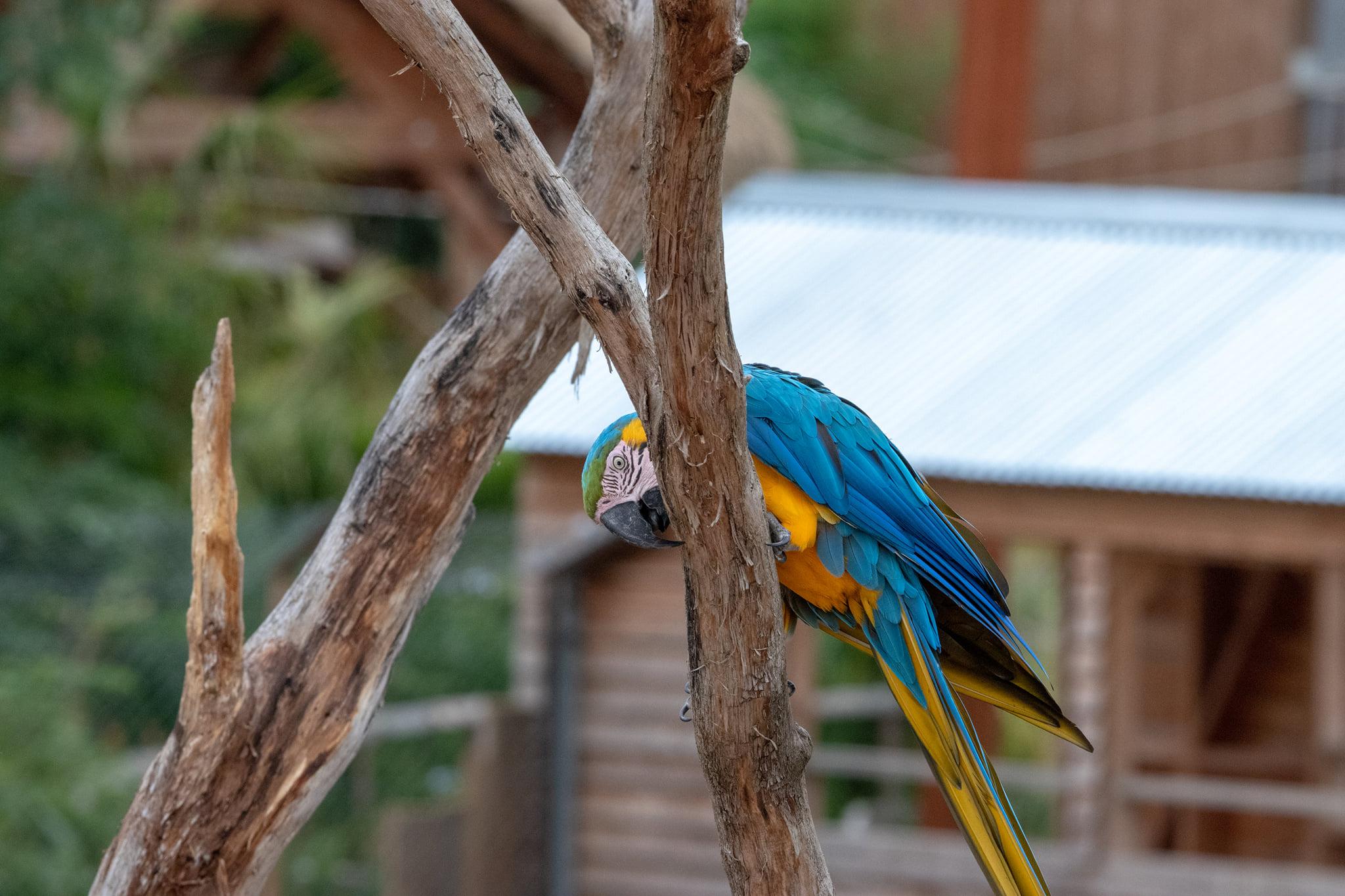 Ara Ararauna