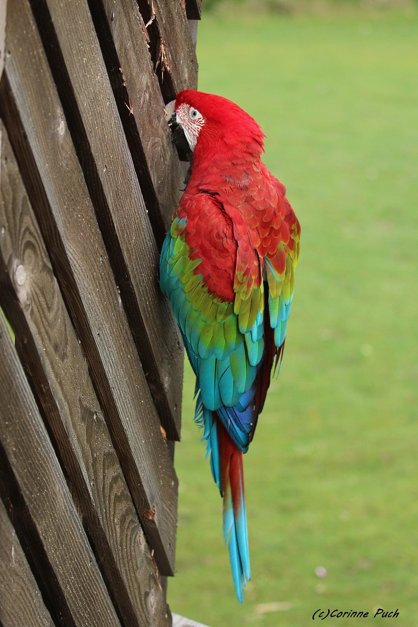 Ara chloroptère