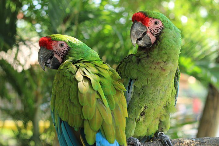 parrot world ara militaire