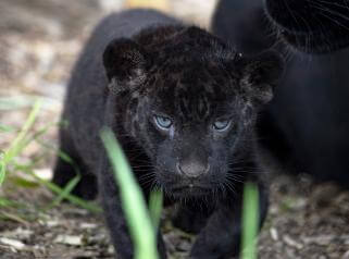 Un bébé jaguar noir né au zoo Parrot World en avril 2022
