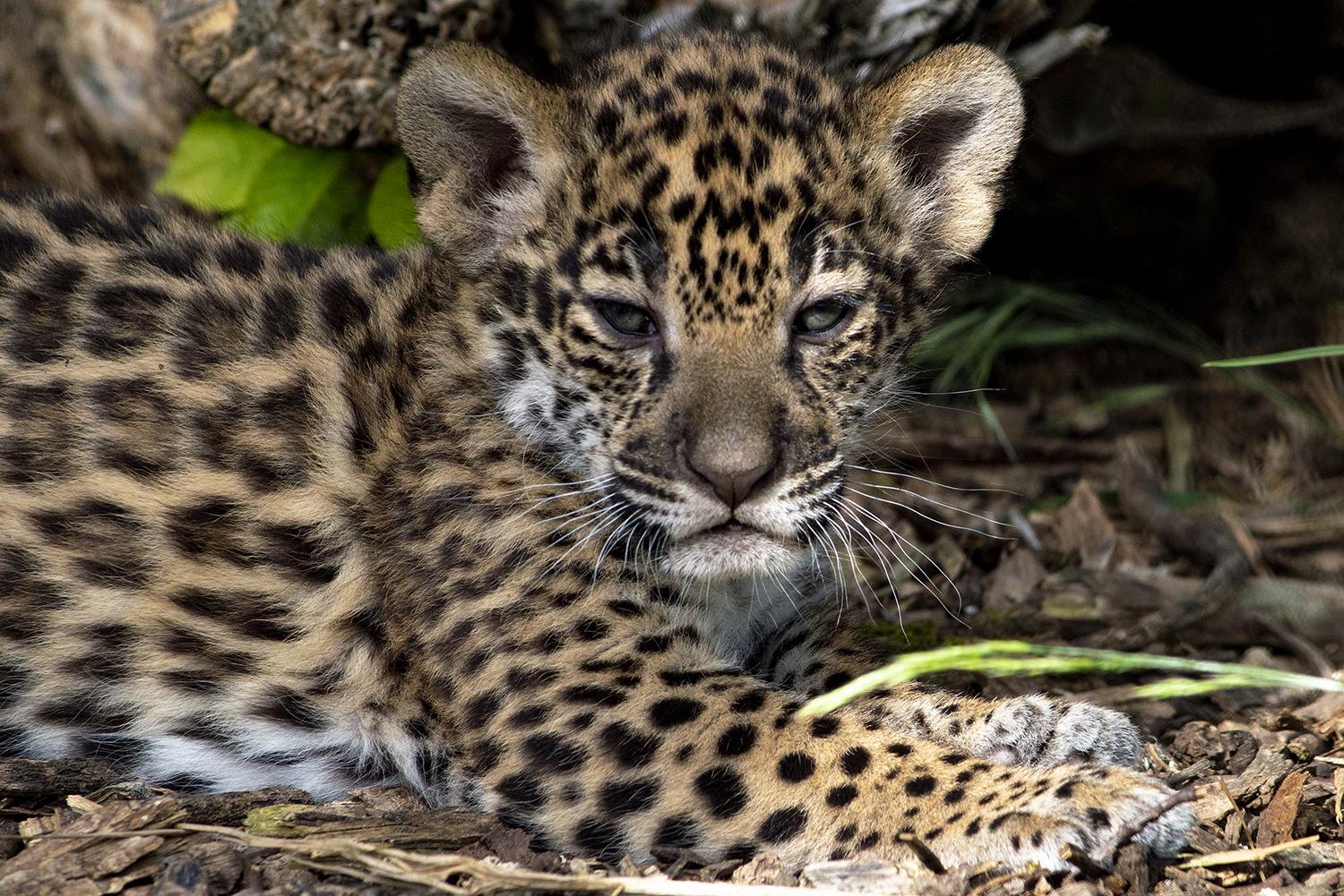 Un bébé jaguar beige tacheté né au zoo Parrot World en avril 2022