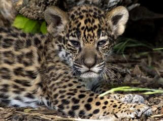 Un bébé jaguar beige tacheté né au zoo Parrot World en avril 2022
