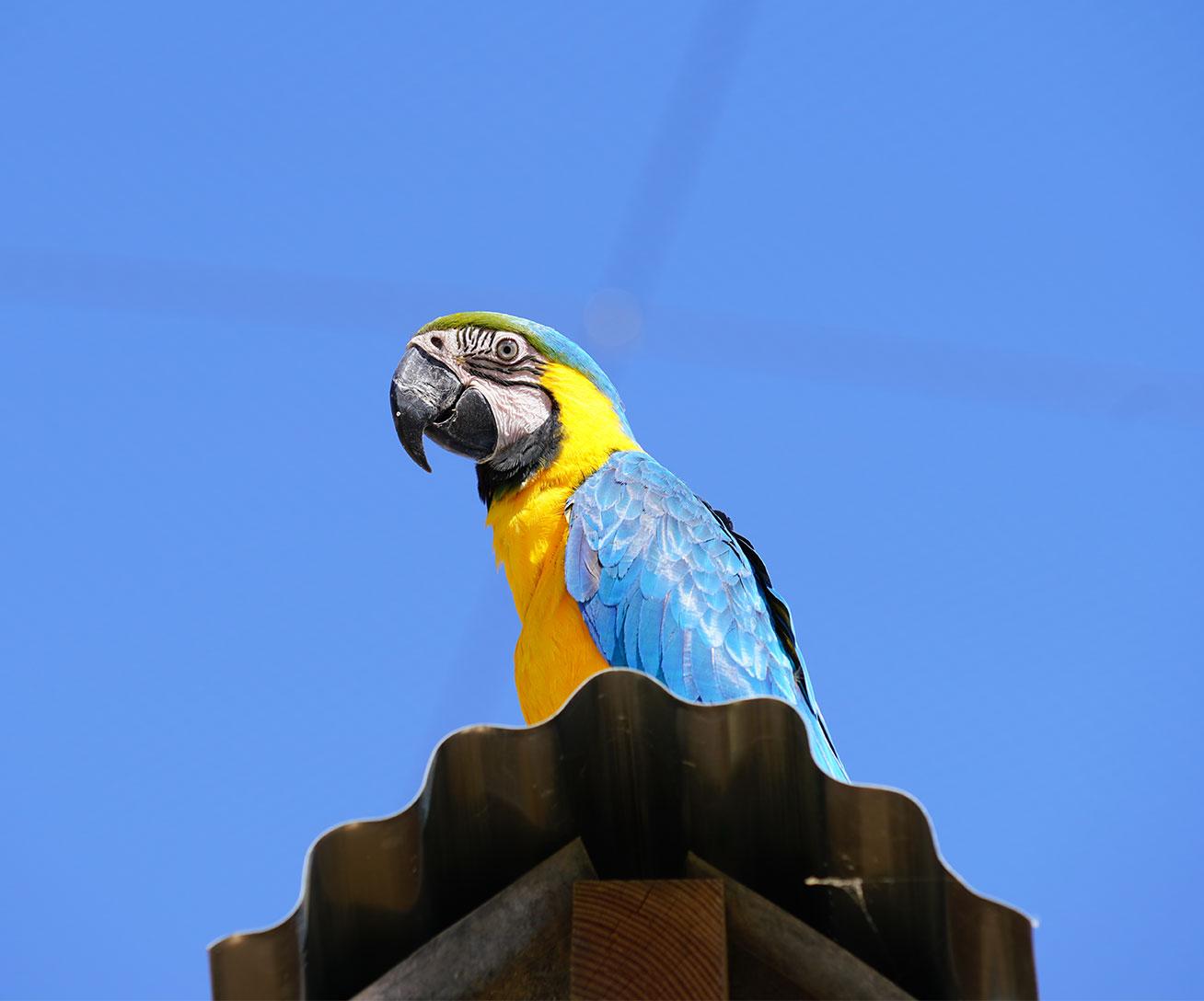 Perroquet perché devant ciel bleu