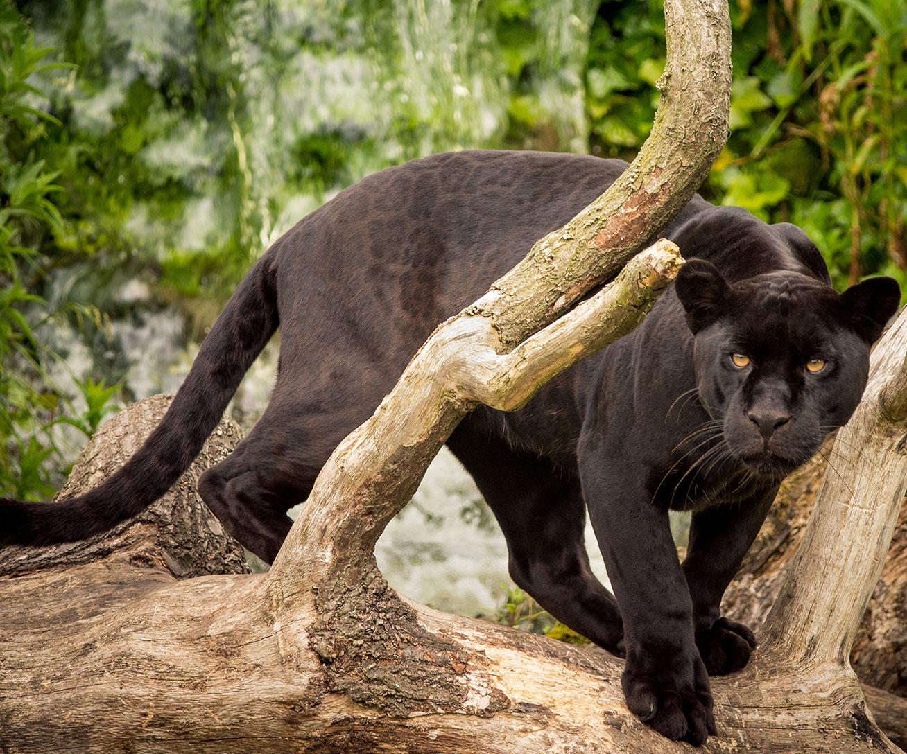 Jaguar noir