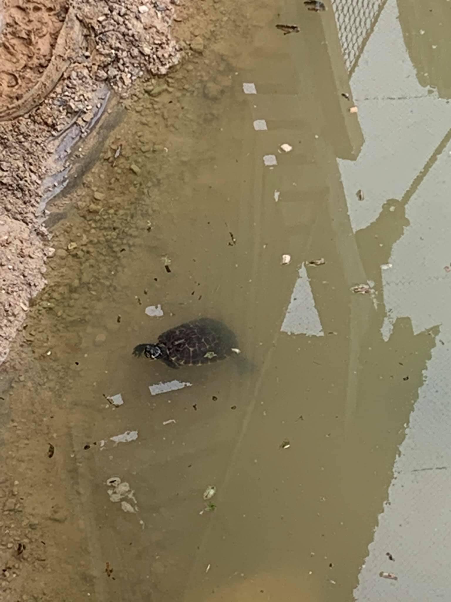 Tortues de Floride