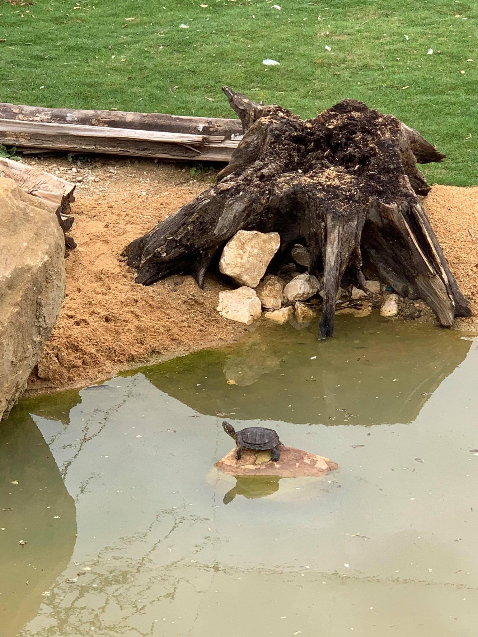 Tortues de Floride
