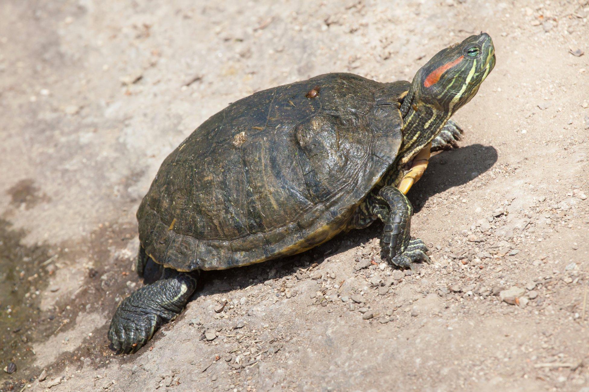 Tortues de Floride