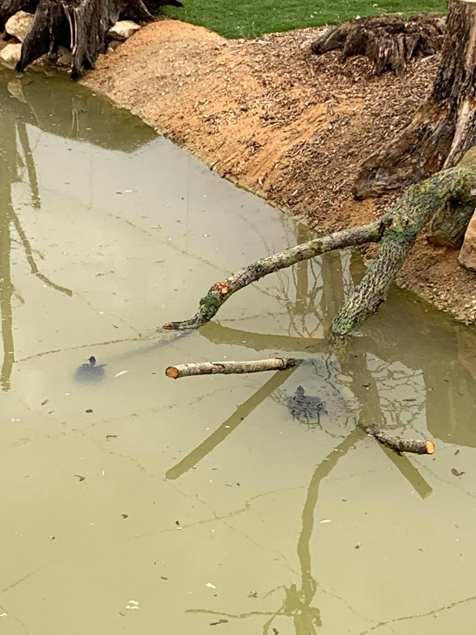 Tortues de Floride