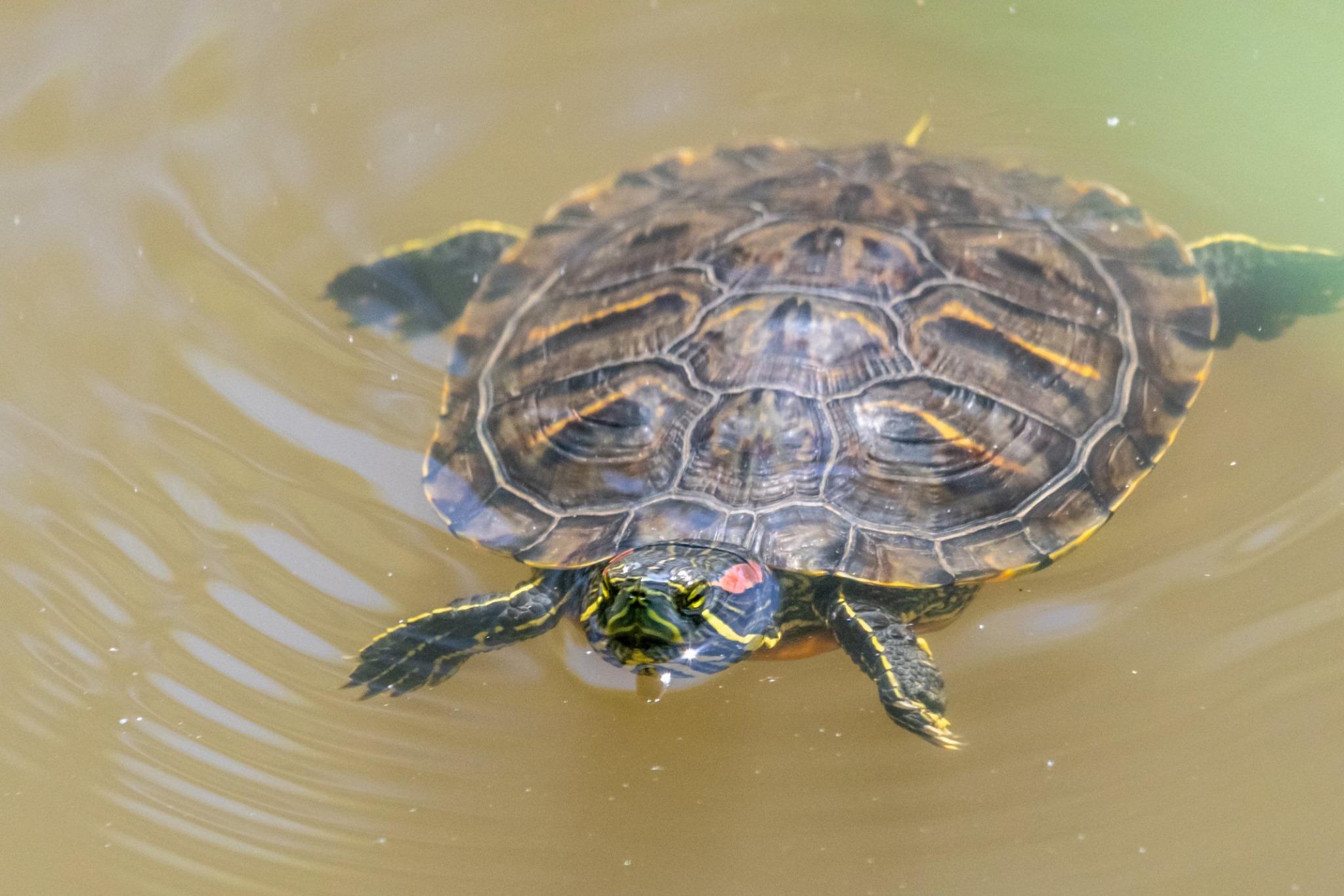 Tortues de Floride