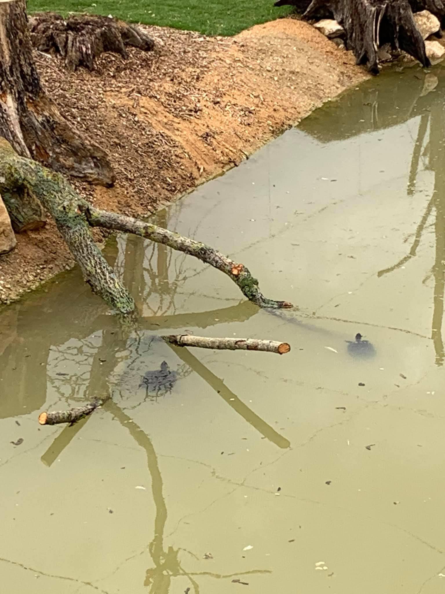 Tortues de Floride