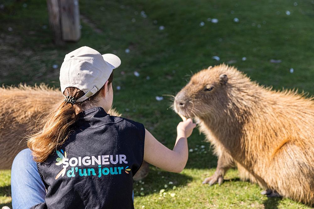 Parrot World - Soigneur d'un jour 1 ©Ronan ROCHER