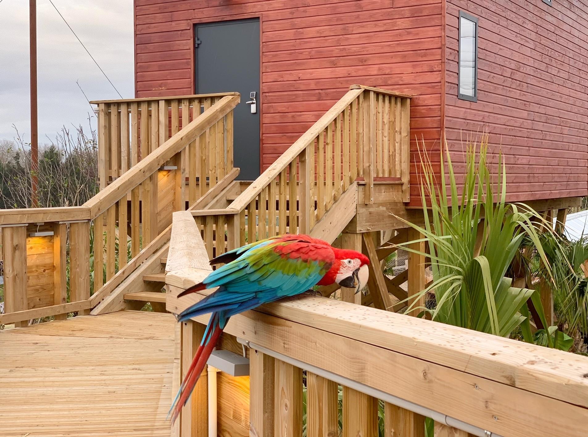 perroquet lodge village parrot world
