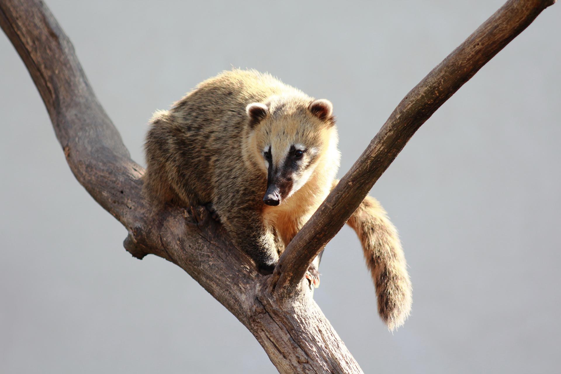 Parrot World Coati_2.jpg