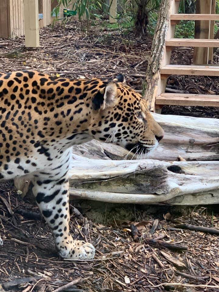 Jaguar