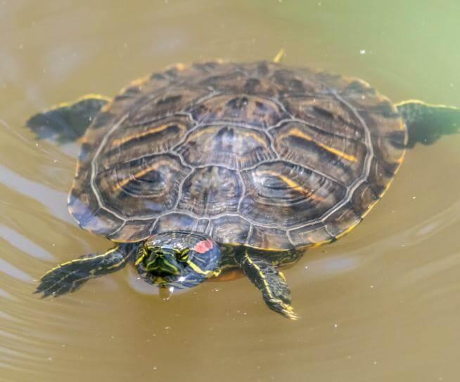 tortue de floride