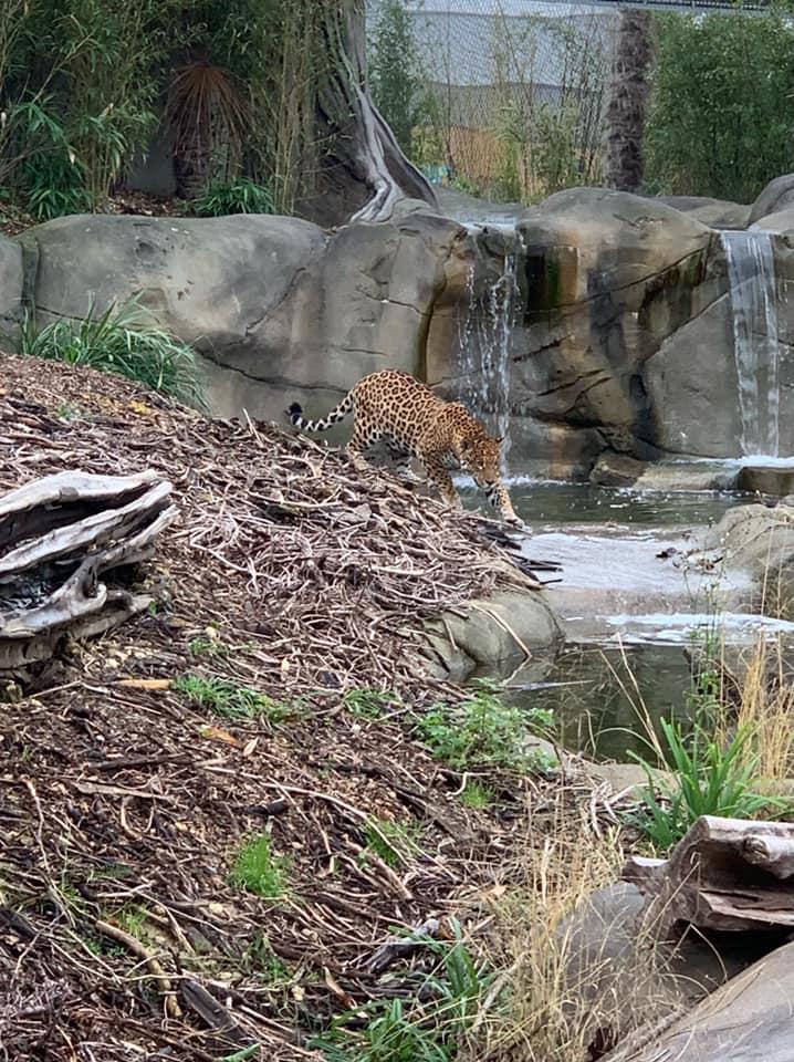 Jaguar Ti'Punchà côté d'une cascade