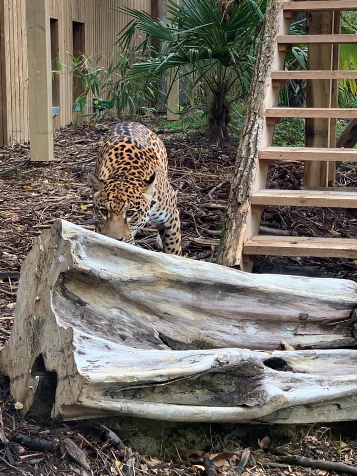 Jaguar Ti'Punch